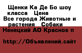 Щенки Ка Де Бо шоу класса › Цена ­ 60 000 - Все города Животные и растения » Собаки   . Ненецкий АО,Красное п.